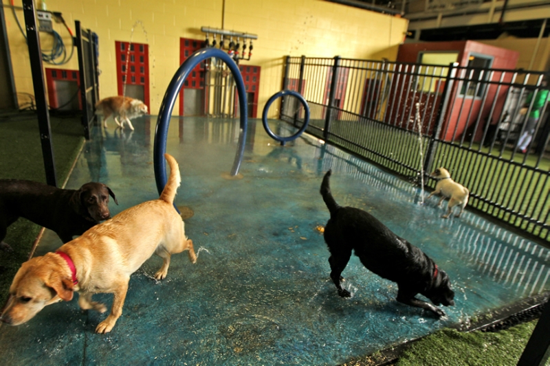 Dogs in apartment